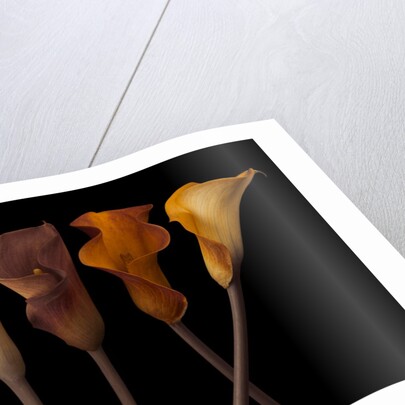 Four calla lilies by Assaf Frank